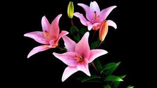 Phòng Thơ Cộng Đồng (Gửi Bài Viết) Pink-lilly-flowers-Wallpaper-Widescreen-HD-915x515