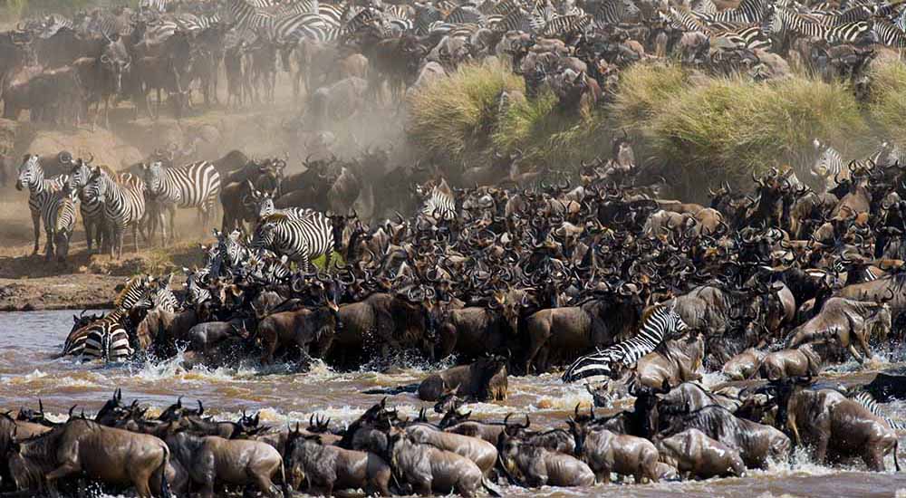 Elephants in Tarangire National Park