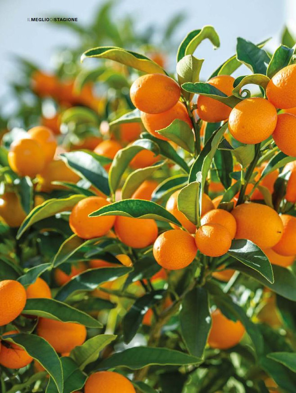 Il Mio Giar Dic 2024-Gen 2025 (1)