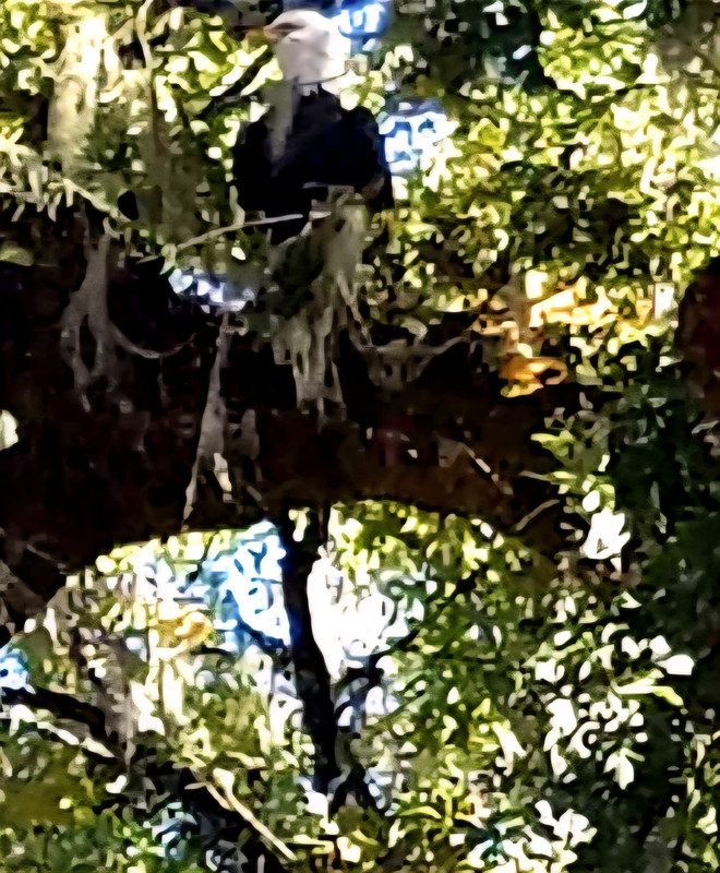 Screenshot_20250621_163639_Photos