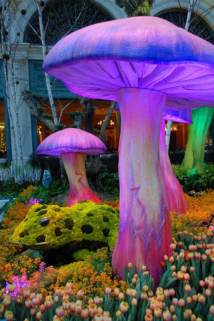 purplemushroom.jpg