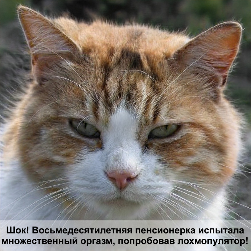 кошка леопардового окраса