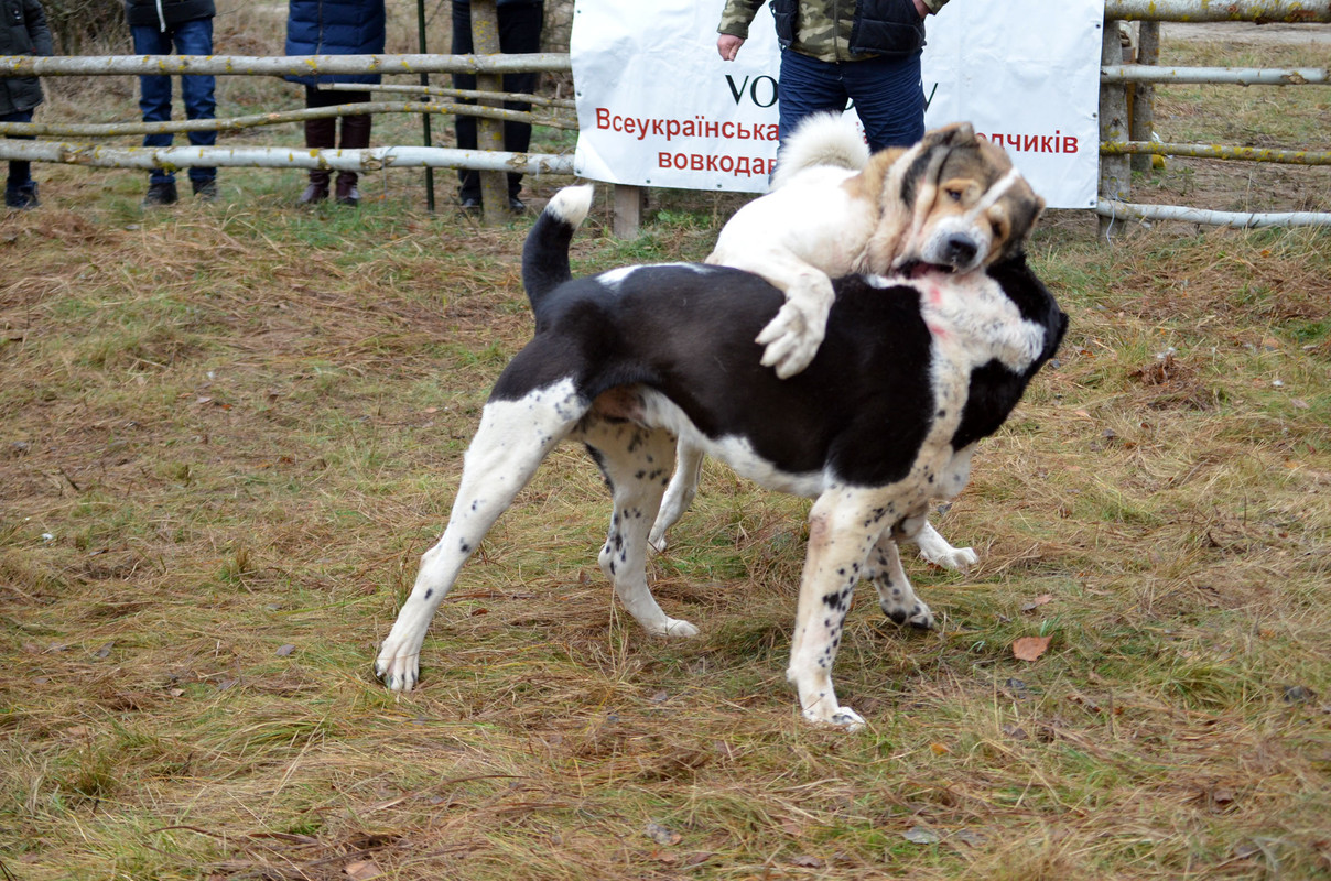 Халк - Сако 2 (3)