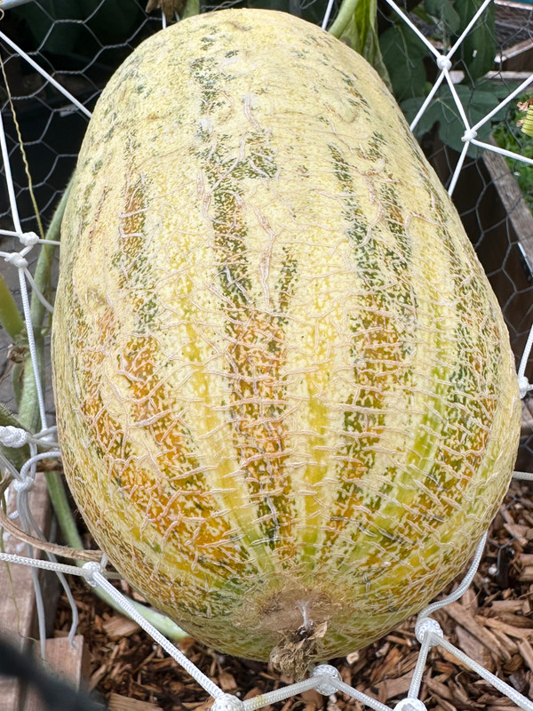 figs-136.jpg