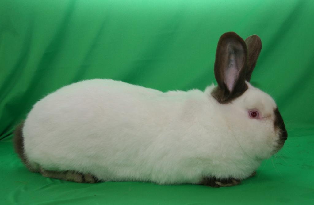 Kalifornský havanovitý