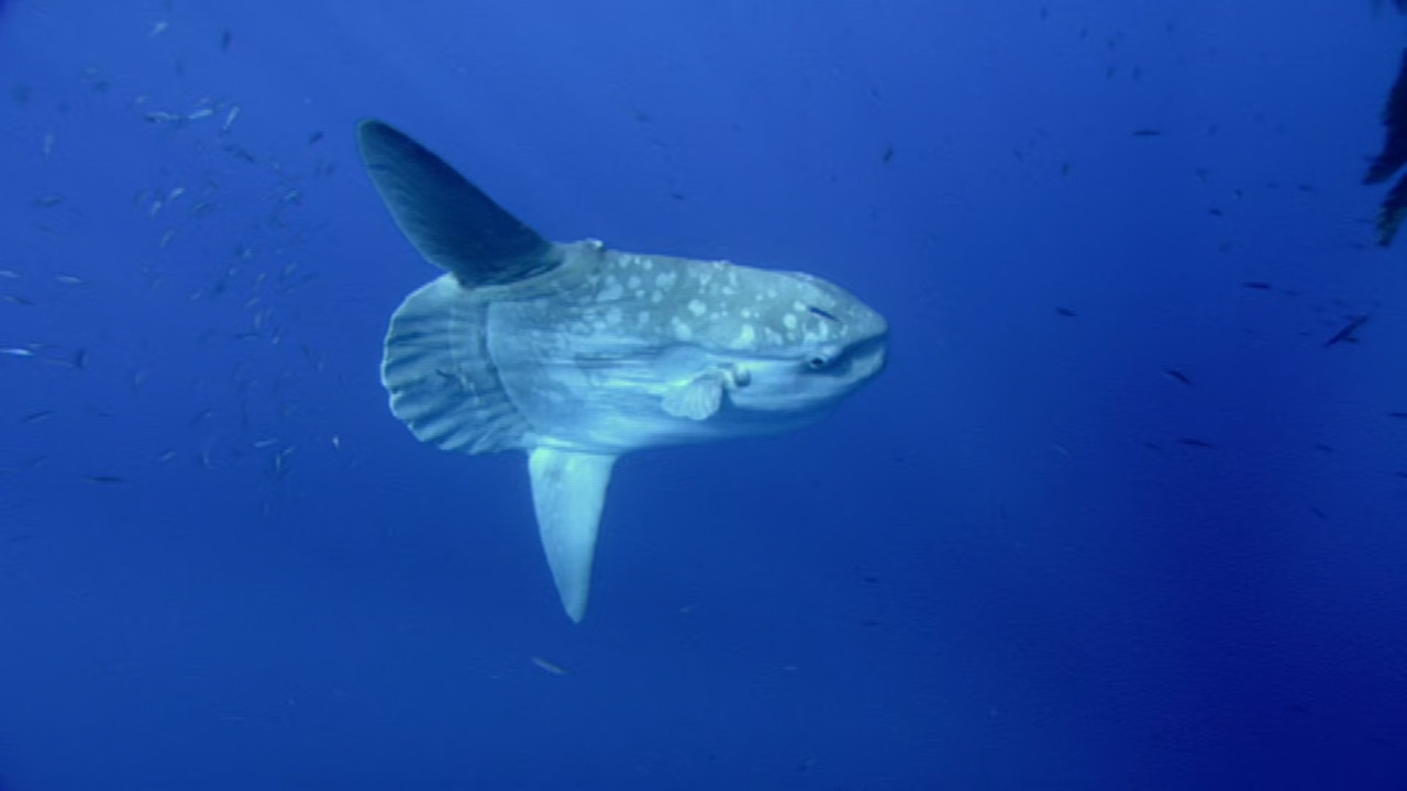 The Blue Planet S01E03 Open Ocean (1080p x265 10bit Tigole).mkv_