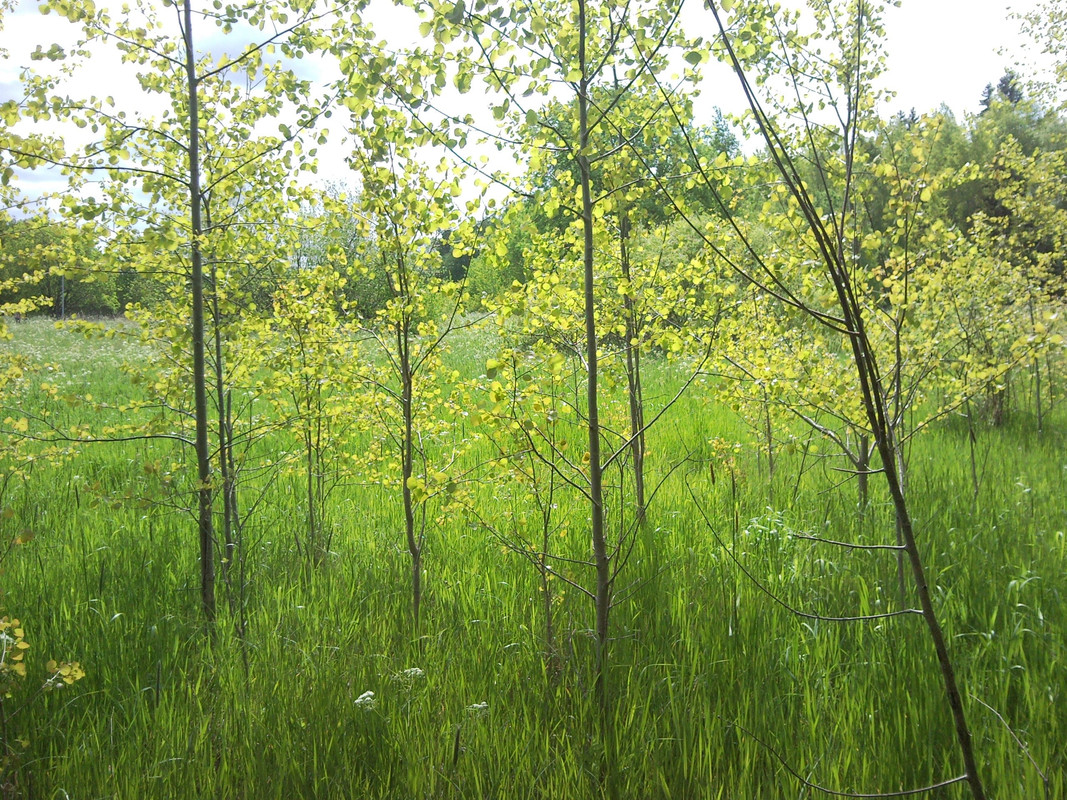 2015-06-07 @12-02-28 - metsäpelto