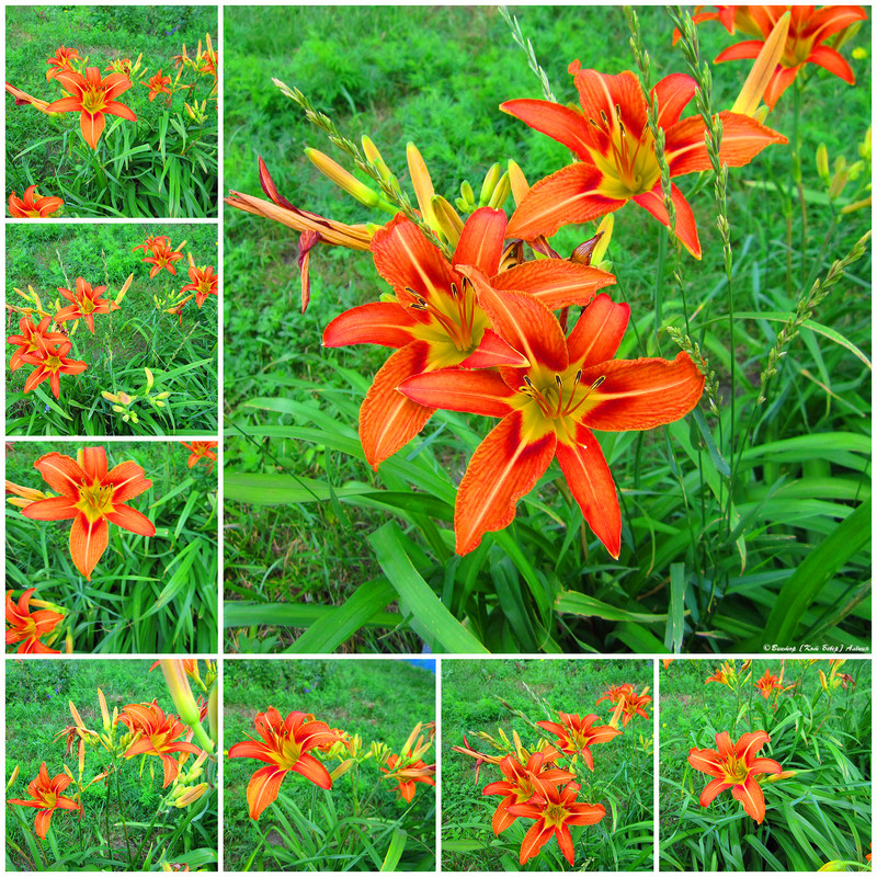 городские цветы8-4_edorig