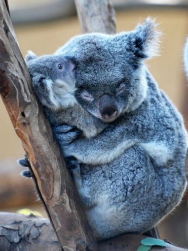 animakoala.jpg
