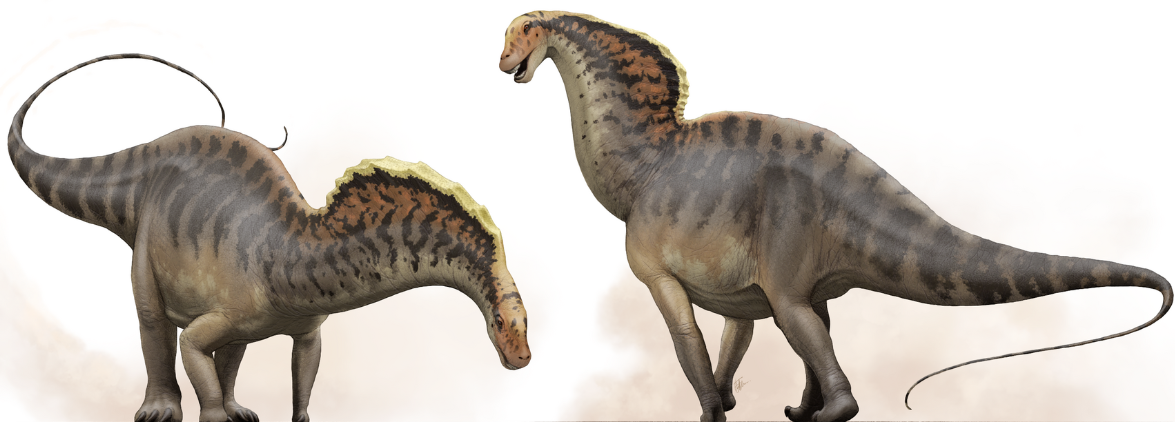 By Fred Wierum Two Amargasaurus depicted with sails:
