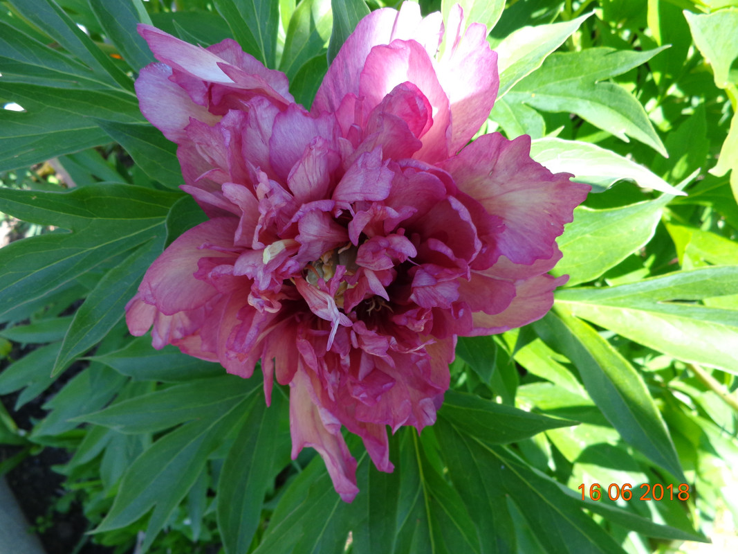 цветок Хилари