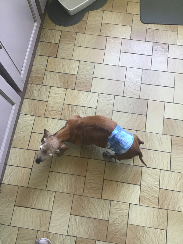 [Image: B481-F95-B-6514-4-B6-A-8016-A660756-A5-A15.jpg]