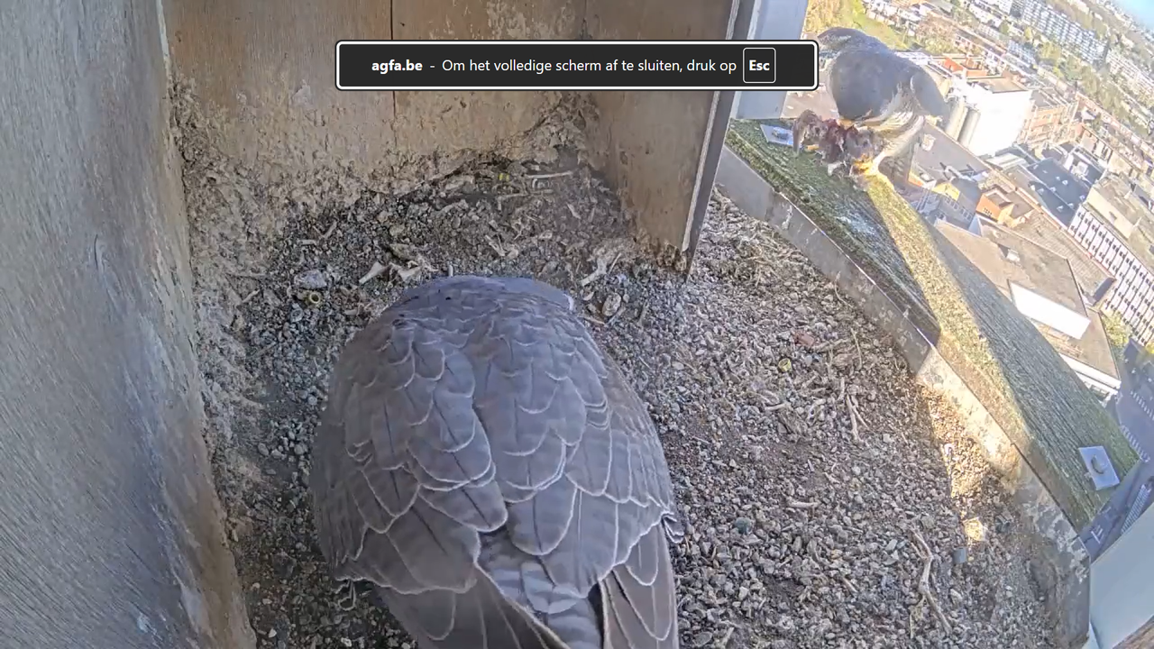 Schermafbeelding 2026 04 08 093135