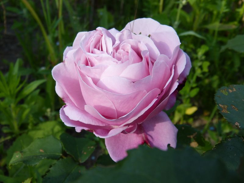 2014-06-10 Rose 'Dieter Müller'