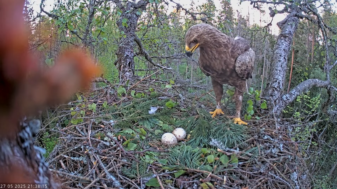 Väike-konnakotkas __ Clanga pomarina __ Lesser Spotted Eagle 17-11-30 screenshot