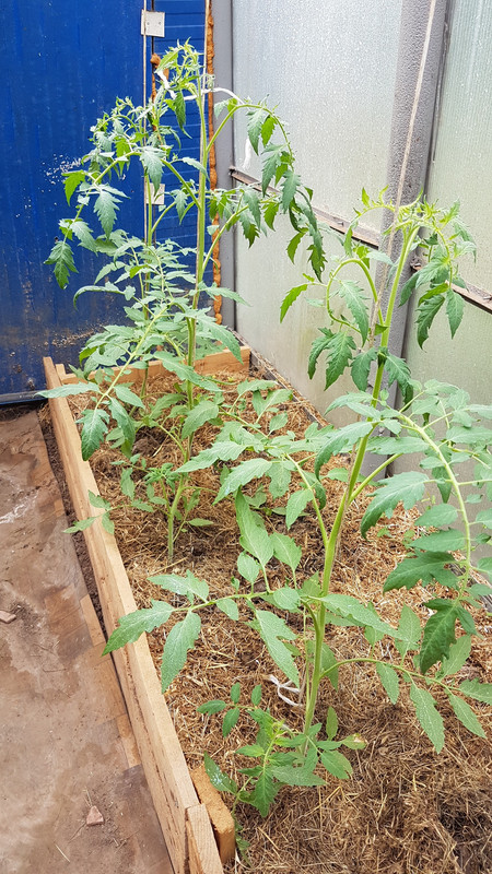 калманс20190803_101634