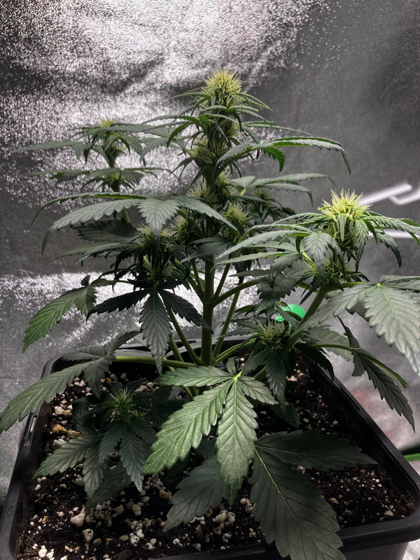 F95B4896-14D0-4A72-9872-2B5D0A6A5E54