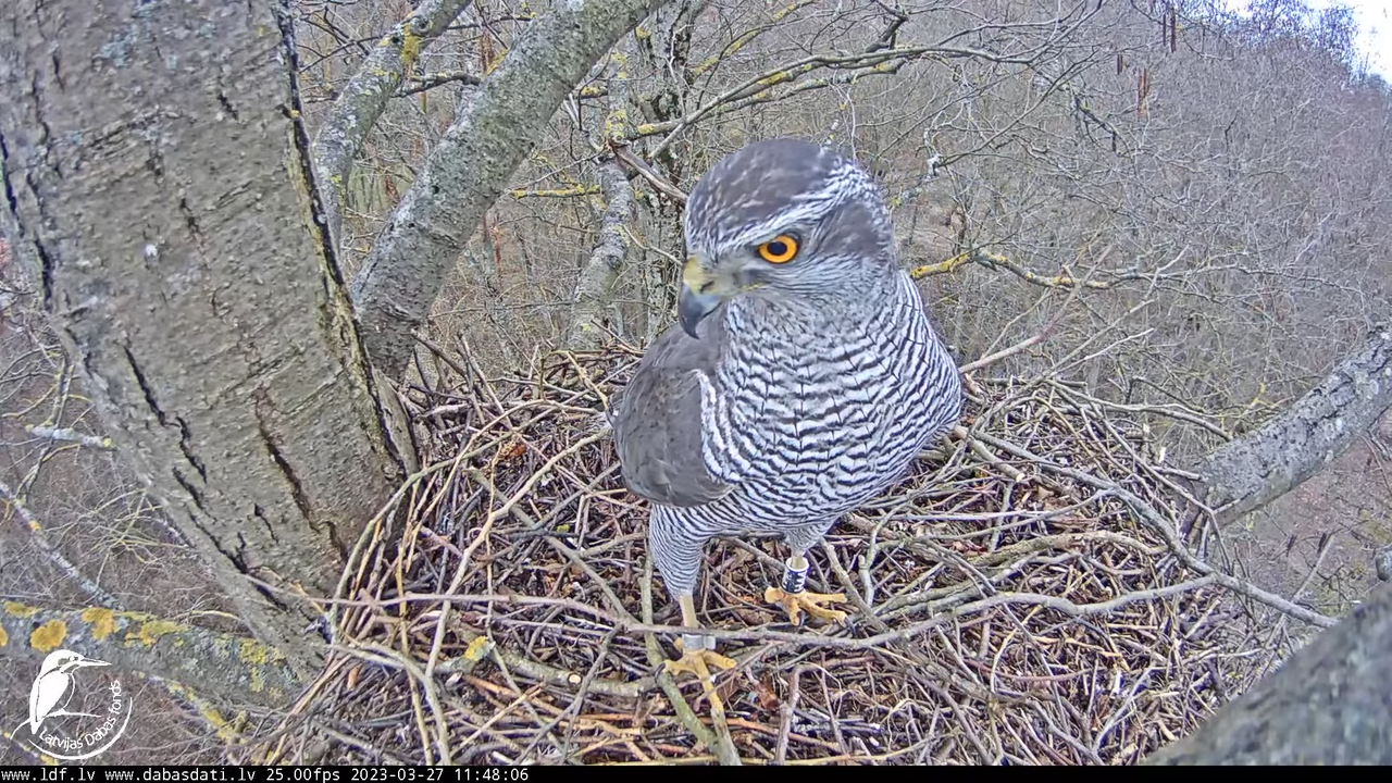 Vistu vanags (Accipiter gentilis) Rīgā - LDF tiešraide __ Goshawks, Riga, Latvia 12-31-26 screenshot