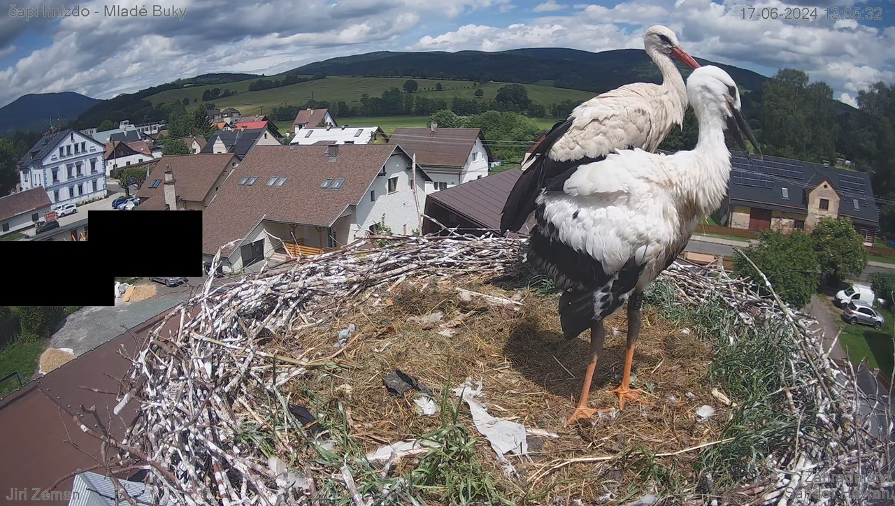 Živá kamera - Mladé Buky - čapí hnízdo 7-6-32 screenshot