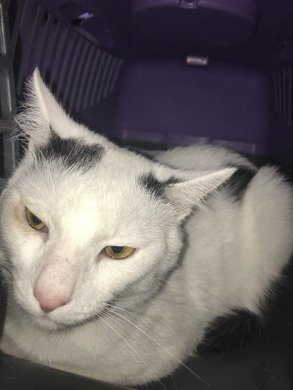 перед операцией1