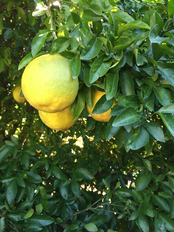 055E795C-C917-44EB-A726-86F68411C9D9