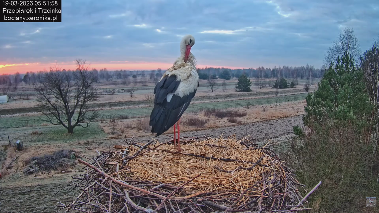19032026 Przylot pierwszego bociana 10