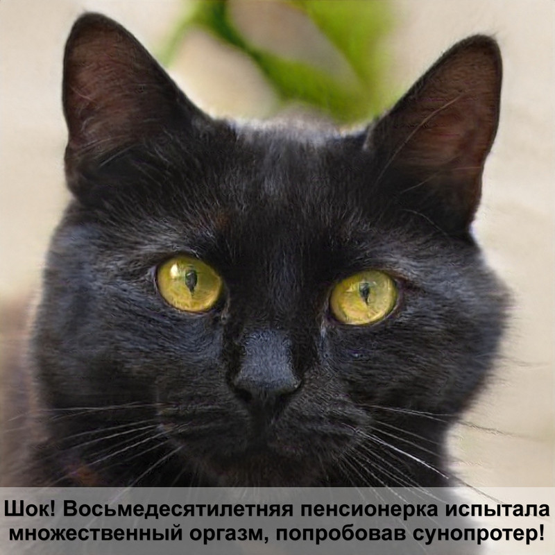 золотистый окрас британских кошек