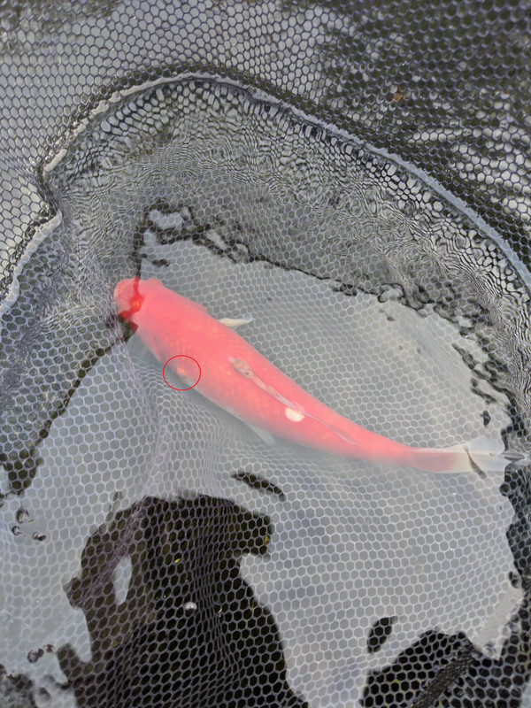 PXL_20201005_150437414.MP