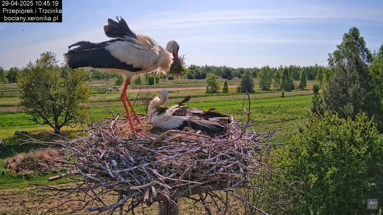 29042025bociany19