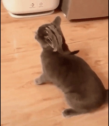 Hilarious-Cat-GIF-When-a-crazy-baby-sugar-glider-tries-to-ride-a-cat-by-surprise-haha-poor-cat-o.gif