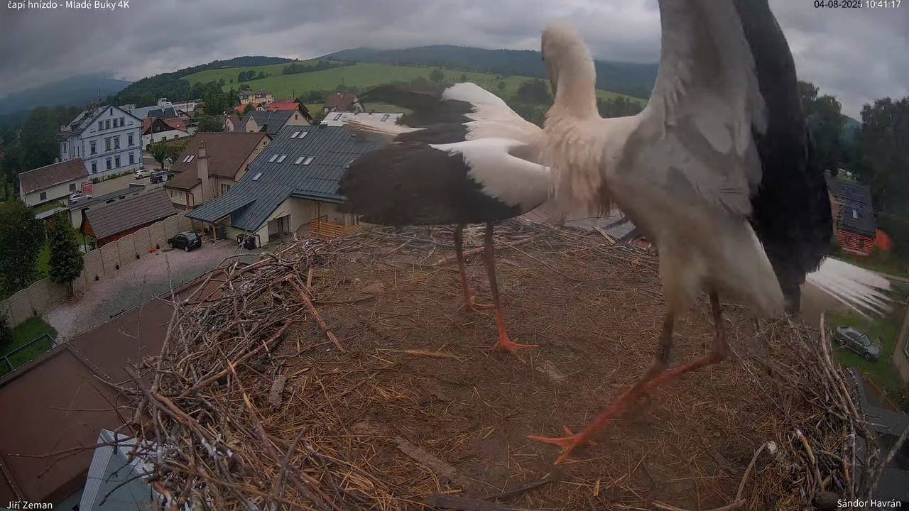 Tiešraides kamera — Mladé Buky — stārķa ligzda 4K 12-23-42 screenshot
