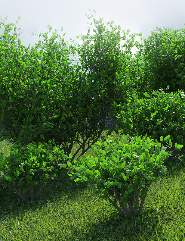 Into The Bushes Into The Bushes