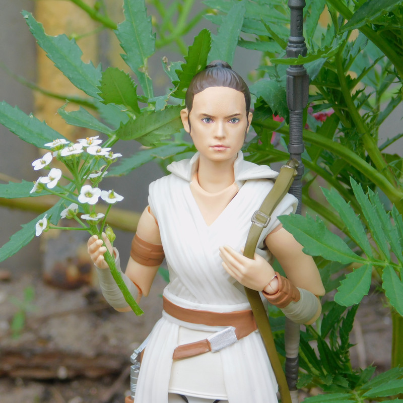 Дачно-Харлинский июнь-июль 2024 216