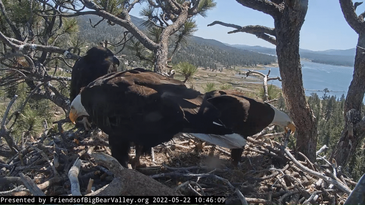 Webp.net-gifmaker (3)