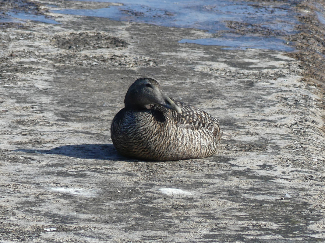 FE EIDER 2