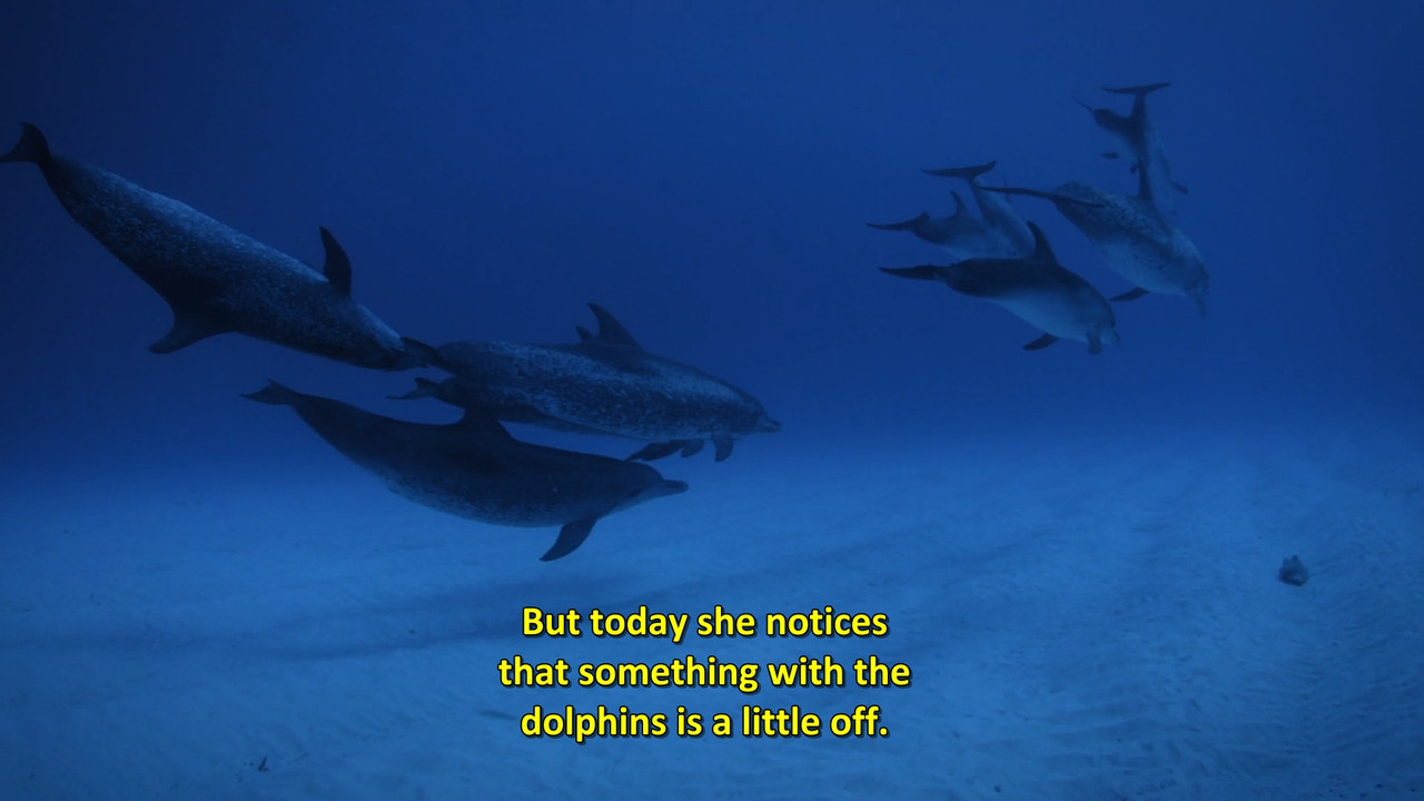 Shark Attack Files  S01E04 Disney  1080p WEB DDP x264-NM21vi.mkv_snapshot_09.05.398