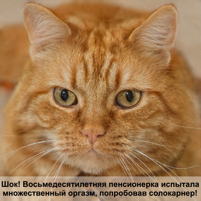 женщины и коты мужчины и кошки