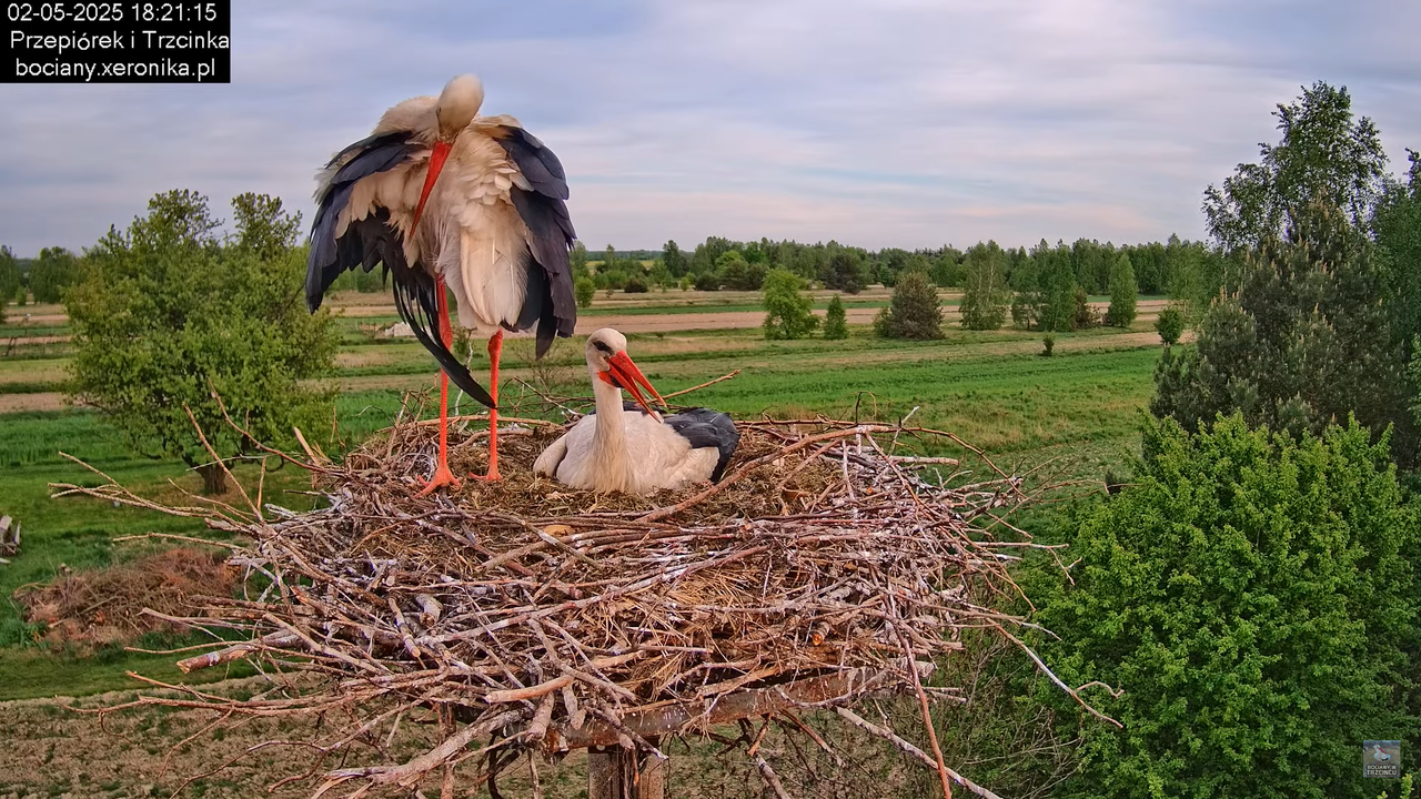 02052025bociany23