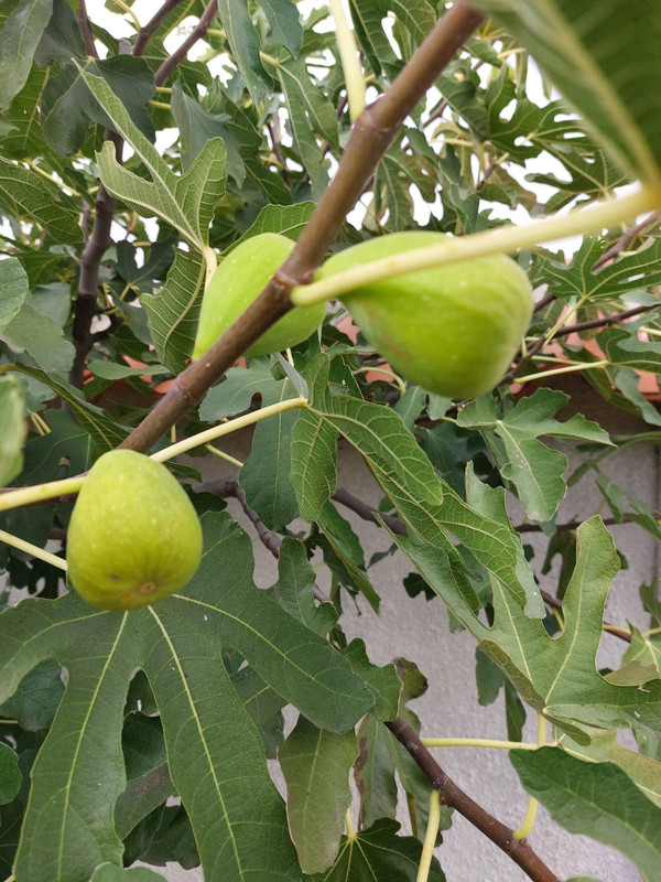 0-02-05-8c9b14ce8b2a68dc92f59e827ff073b6c40c7db8047301de1bab9b86d3f76751_94af6511fea12757