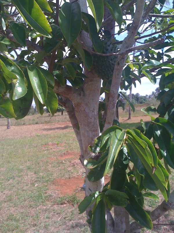 mombasa2012 030