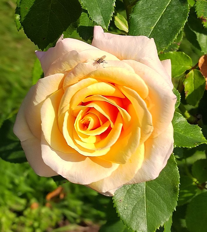 https://i.postimg.cc/HnKTGSrQ/032-IMG-20240918-120333-edit-281826030840823.jpg