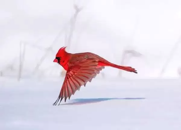 [Image: cardinal-bird-facts-10285-4-1703609401.webp]