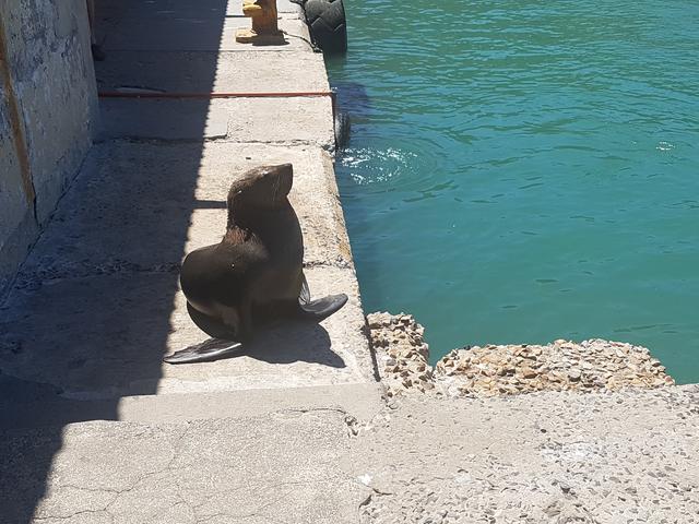 DÍA 3: PENINSULA DEL CABO - Sudáfrica y Seychelles 2018 - Una Honeymoon llena de vida (23)