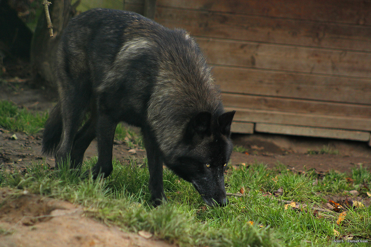 black-wolf.jpg