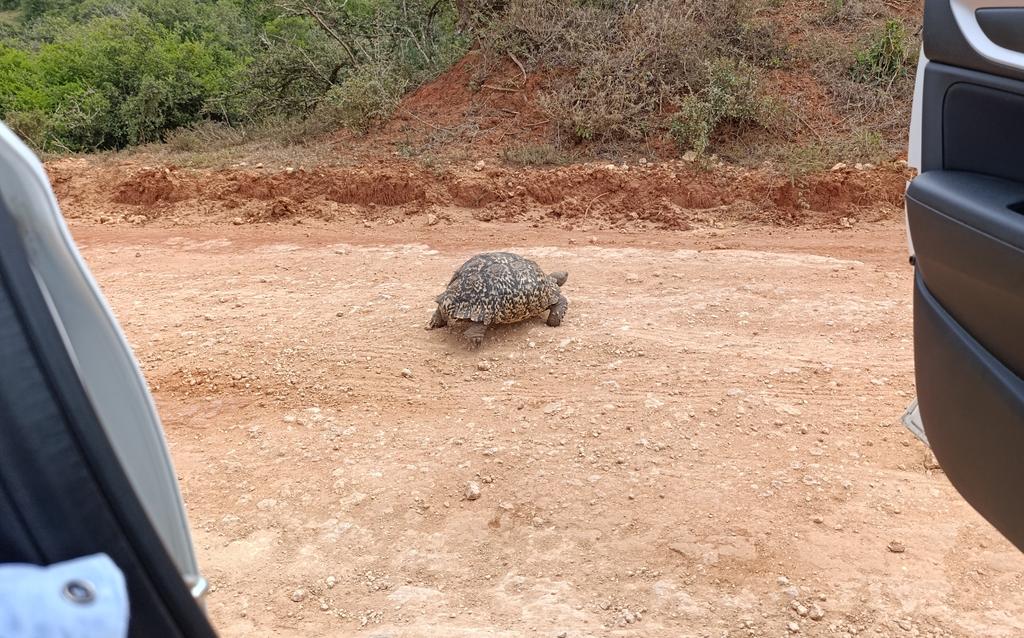 Такая близкая Африка. (ЮАР. 22 дня и 4200 км. Ноябрь-Декабрь)