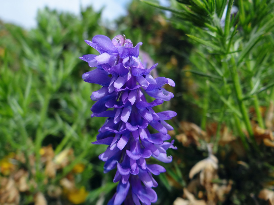 HEDGEROW FLOWER 3 109624