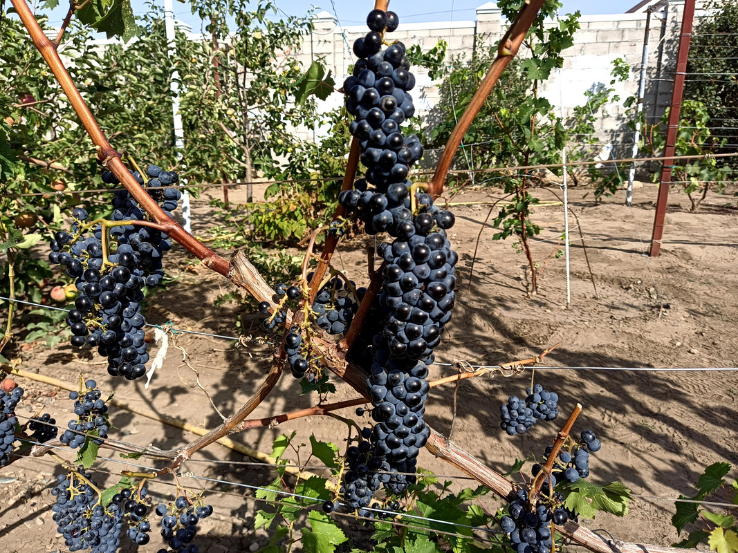 Рубин Голодриги_20240904_145213