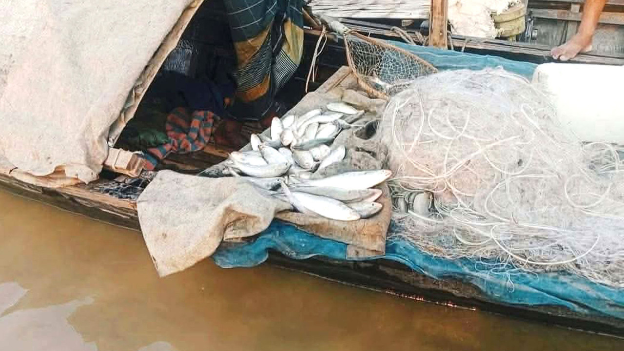 নিষেধাজ্ঞার মধ্যেই যমুনায় চলছে ইলিশ শিকার, বিক্রিও হচ্ছে প্রকাশ্যে
