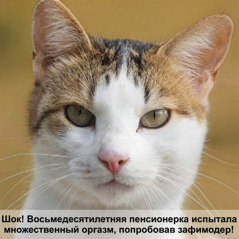 бенгальская кошка шерсть какая