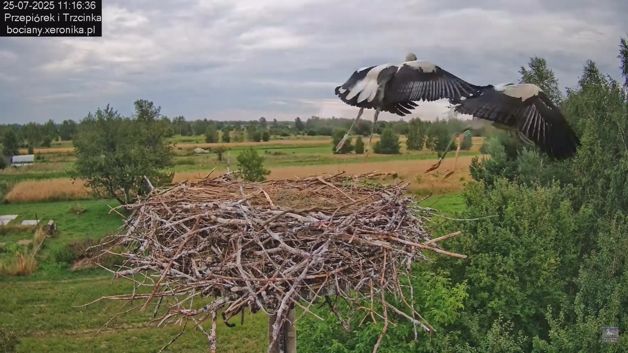 25072025bociany41